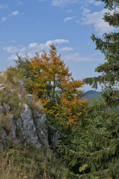 A tree with yellowing leaves stands on Yanach Mountain in Serbia's Tara National Park.