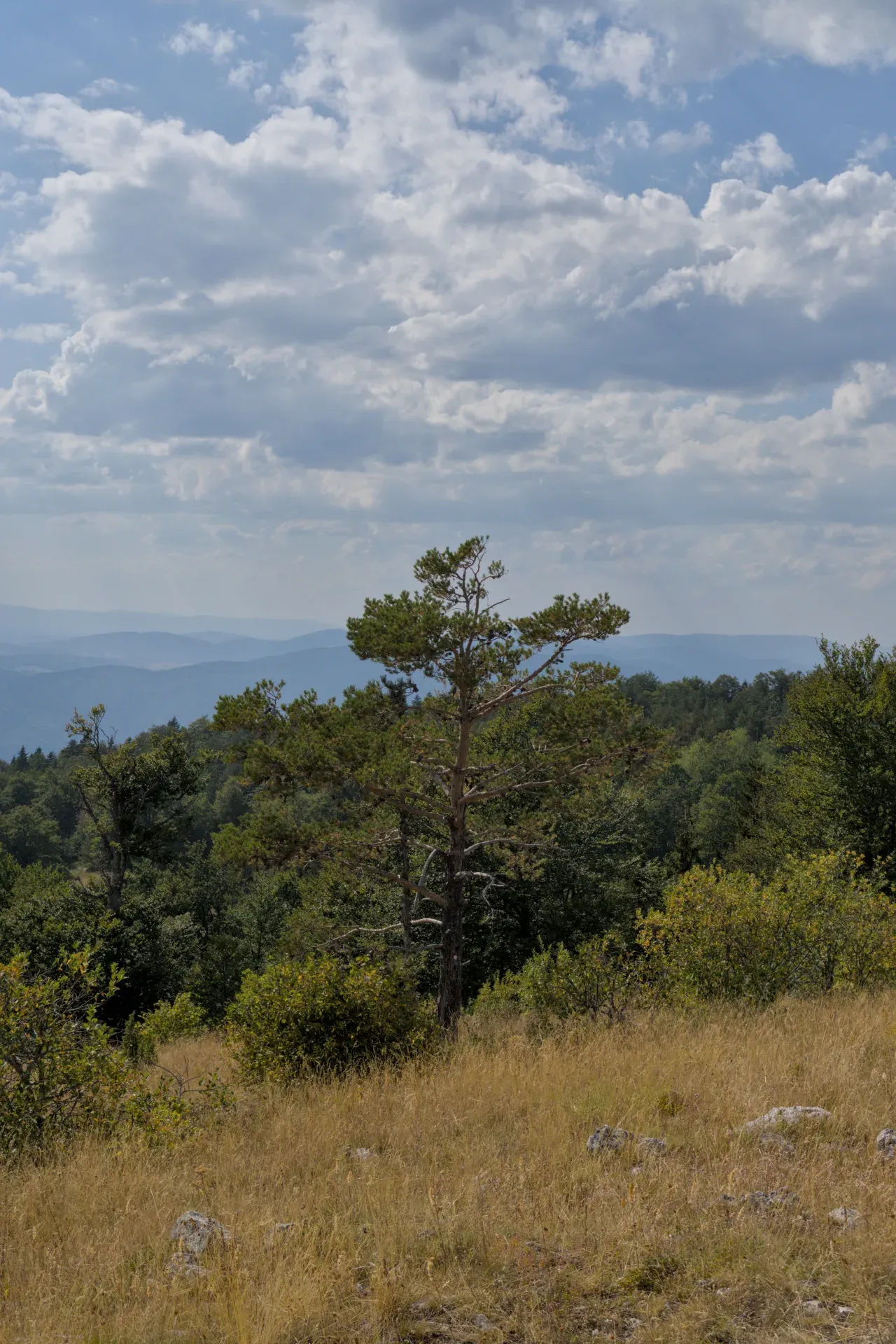 Gelbe Bäume und Gräser auf dem Gipfel von Yanach im Nationalpark Tara, Serbien.