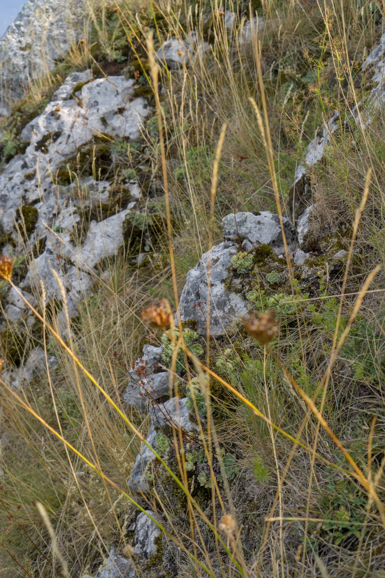 Una pianta succulenta cresce su terreno roccioso in cima allo Jastrebac, circondata da erbe secche.