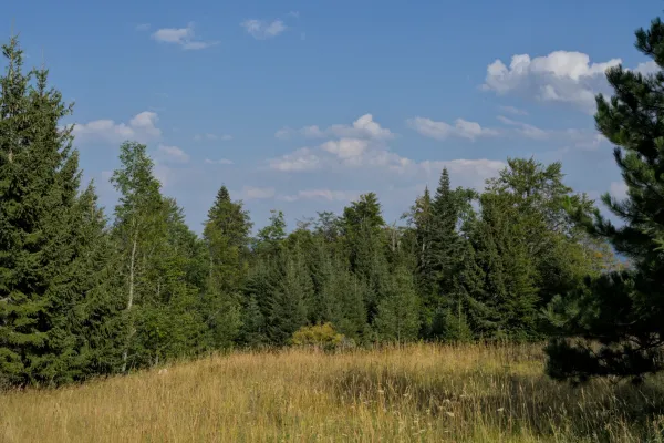 A clearing covered in yellow grass, surrounded by spruce and fir trees, with Mount Jastrebac in the distance.