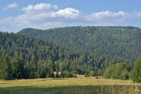 Panoramic view of a pine forest-covered hillside above a sunlit meadow in Tara National Park, Serbia.