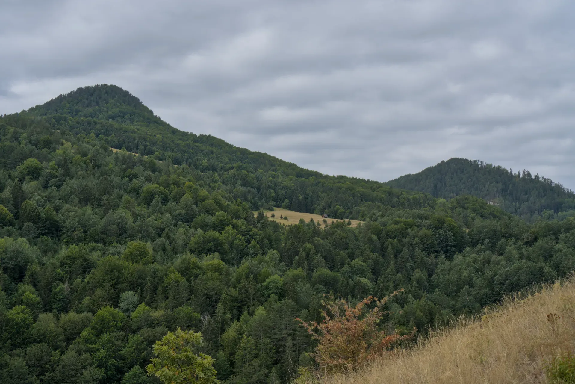 Vue depuis Ravna Stena dans le parc national de Tara, Serbie, surplombant des montagnes vertes et des pentes boisées.
