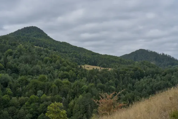 View from Ravna Stena in Tara National Park, Serbia, overlooking green mountains and forested slopes.
