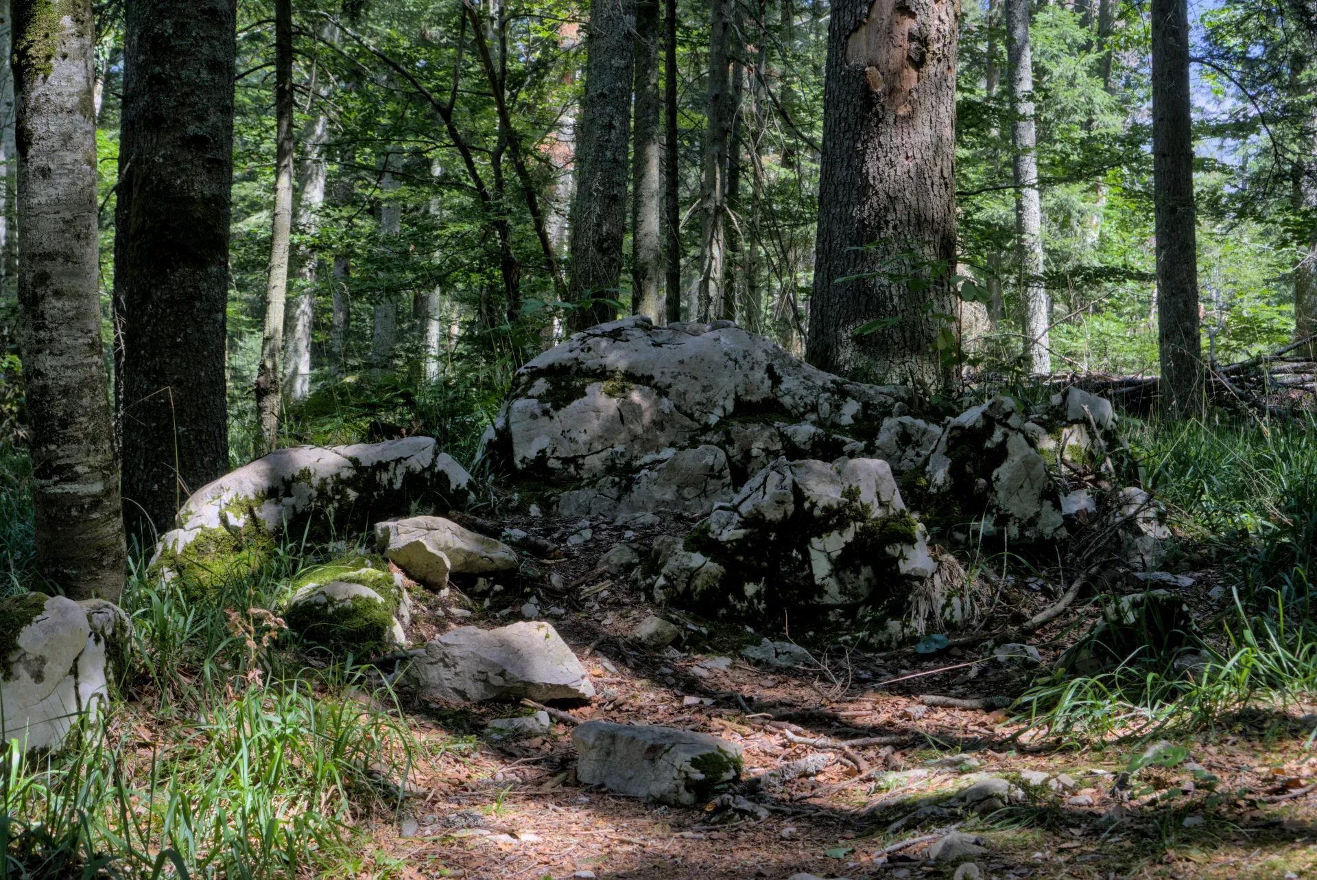 Forest trees and moss-covered rocks on the Banjska Stena path in Serbia.