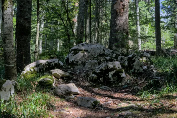 Forest trees and moss-covered rocks on the Banjska Stena path in Serbia.