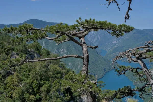 View from Banjska Stena viewpoint to Lake Perućac, framed by trees, in Serbia.