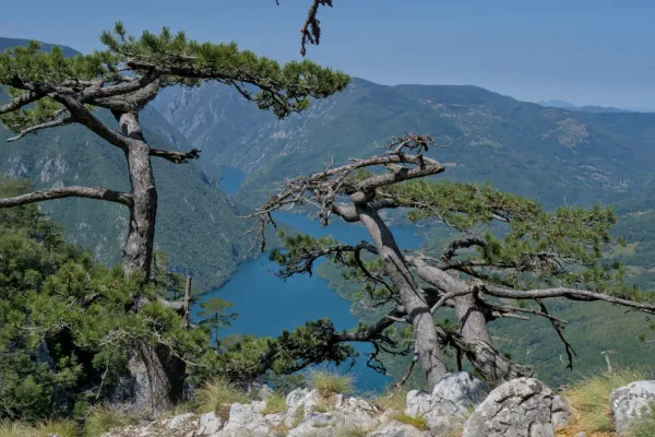 Majestic view of the Drina River and Perućac Lake framed by ancient pines, from the summit of Banjska Stena.