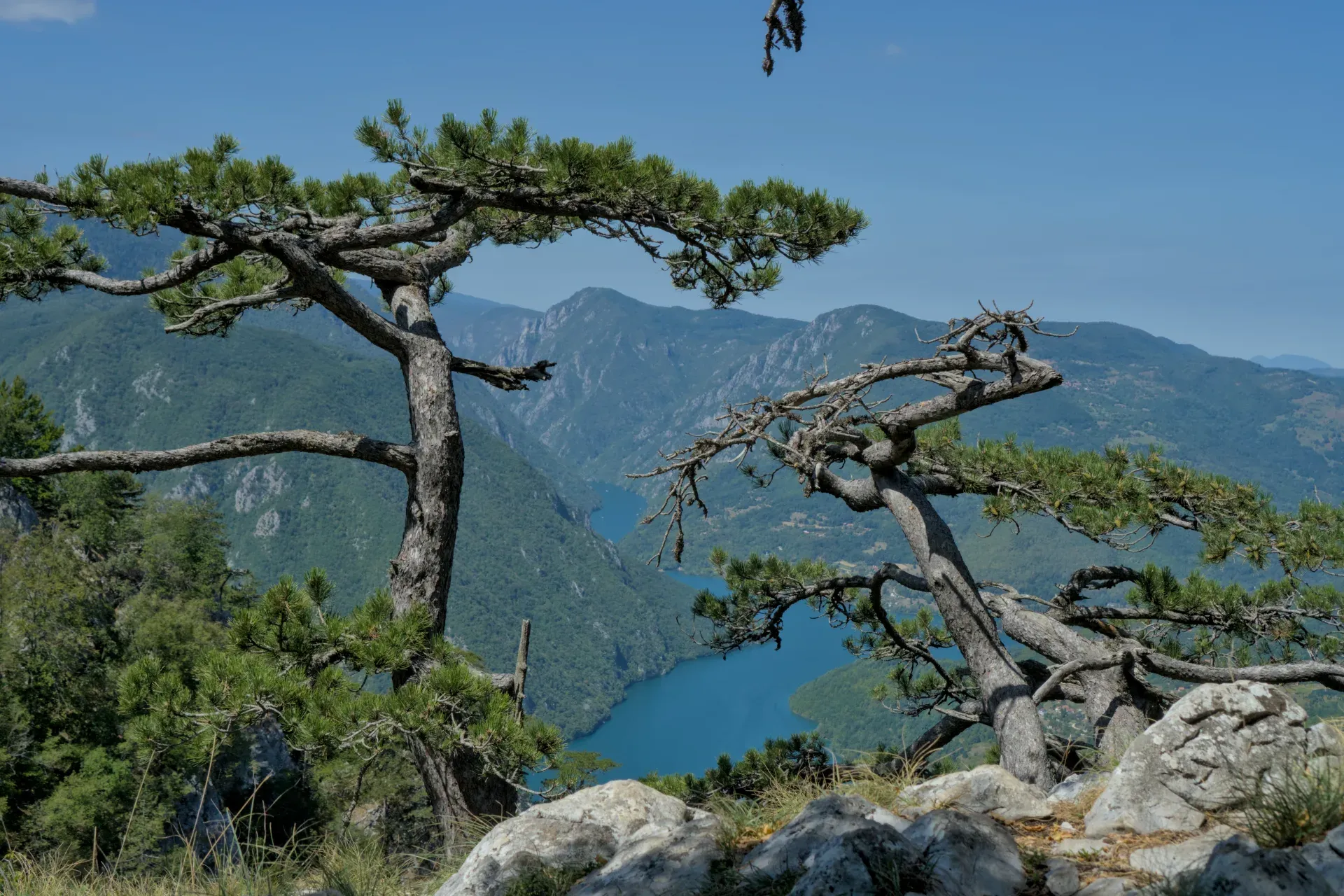 Vue panoramique depuis Banjska Stena sur Perućac, encadrée par des pins.