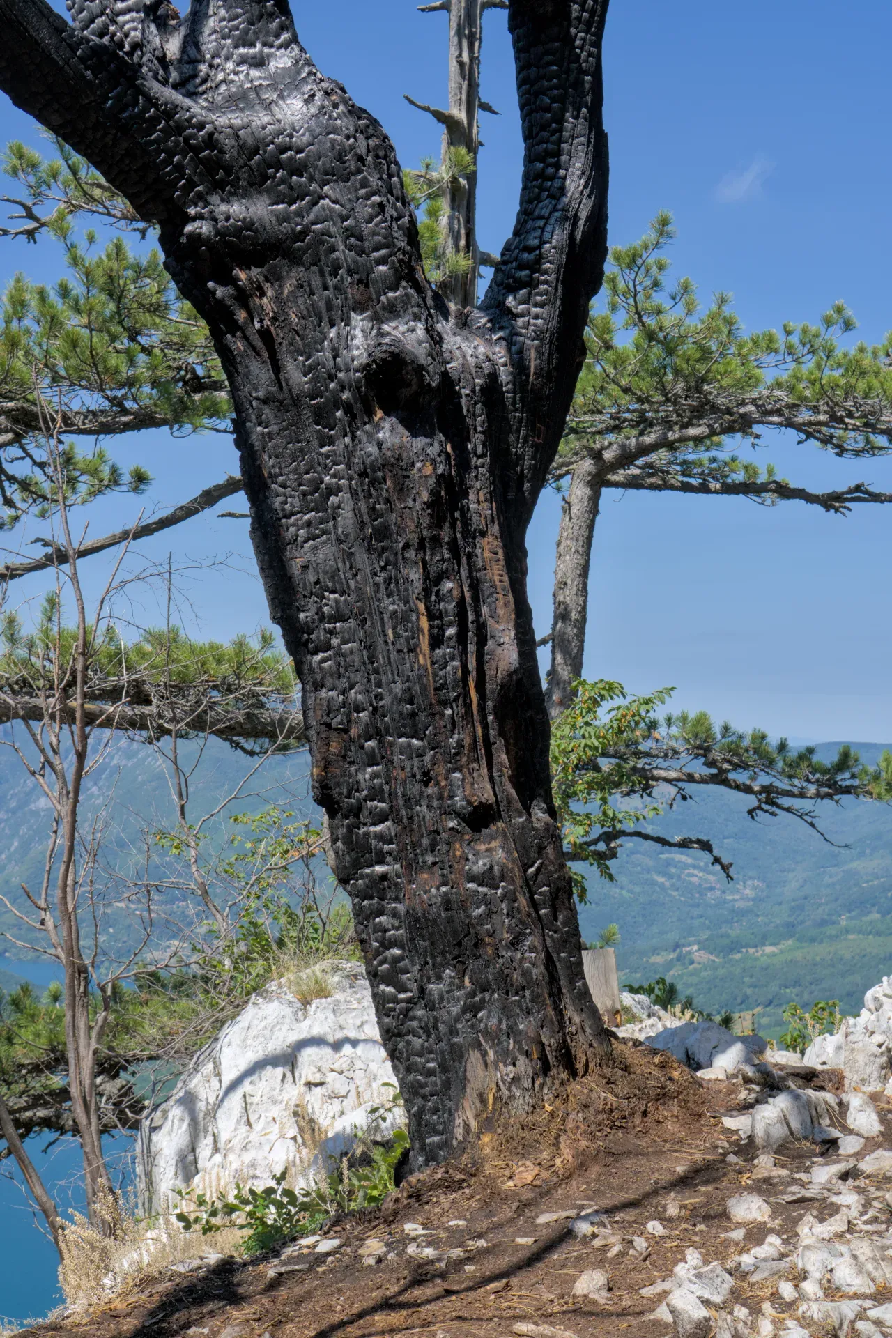 A close-up fine art photograph of a burnt tree at Banjska Stena viewpoint in Tara National Park, Serbia, set against a backdrop of green nature and blue sky.
