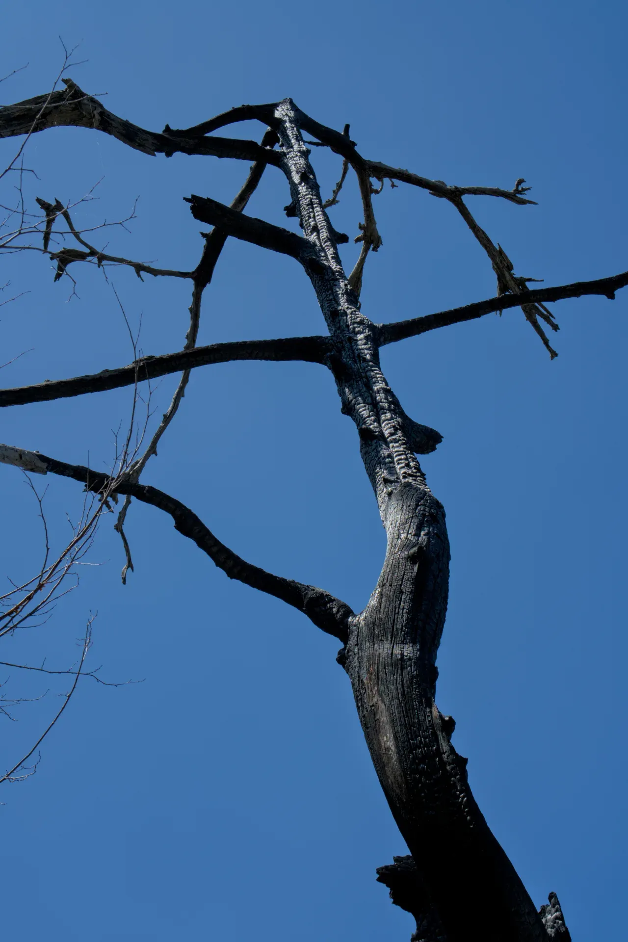 A burnt tree's dark, gnarled branches reach upwards against a vivid blue sky, captured at Banjska Stena viewpoint.