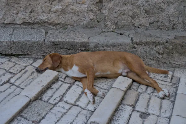 A brown dog sleeps on aged, stone cobblestones in Mostar.