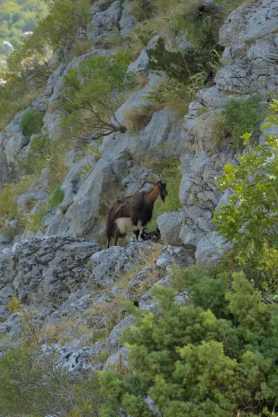 Mountain goat perched on a rocky ledge overlooking the Bay of Kotor, Montenegro.