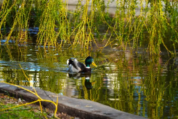 A duck swims in the water of Danube Park, framed by overhanging green branches.