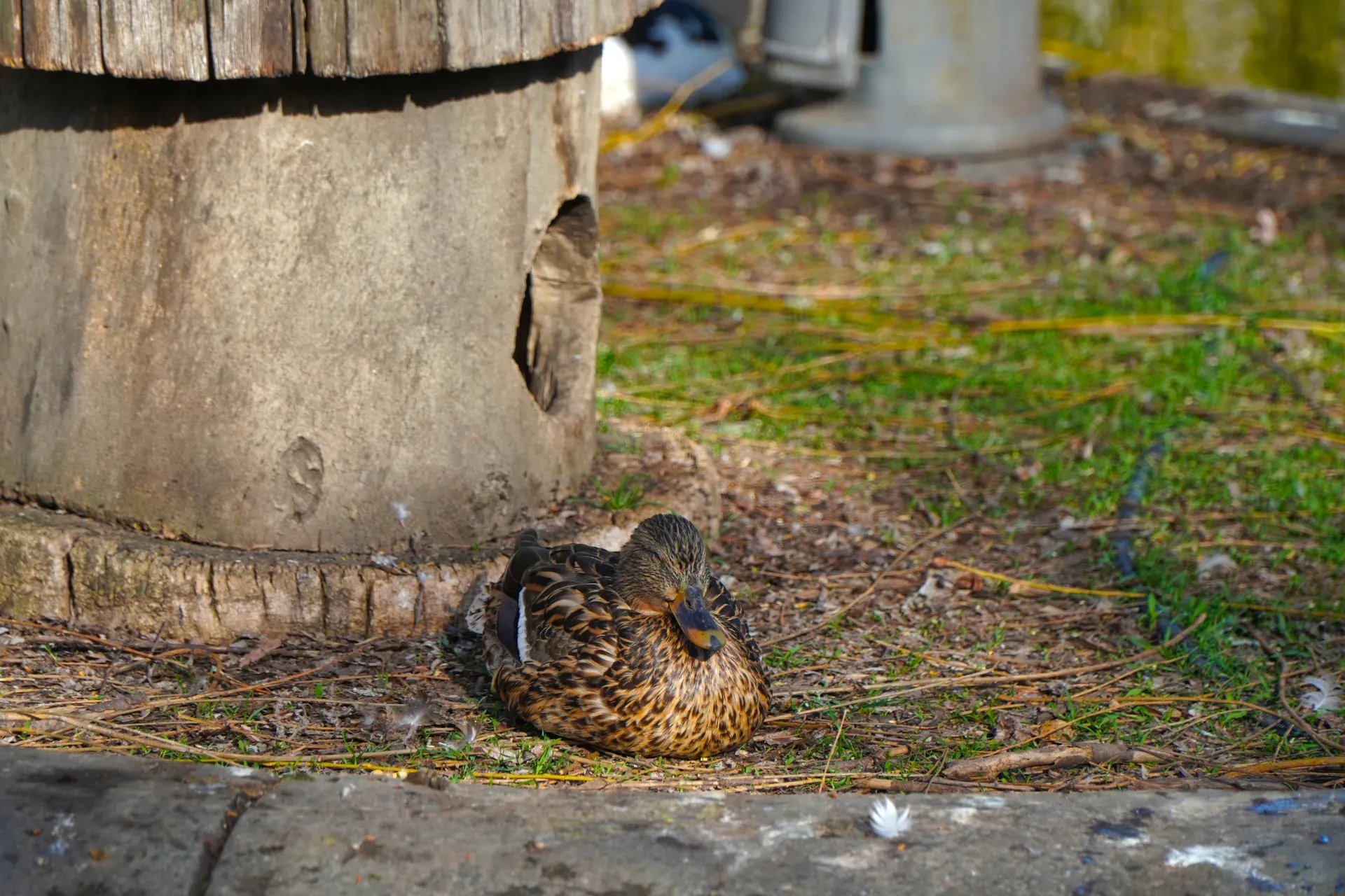 A duck rests near a hollowed log-like structure in Danube Park, Novi Sad.