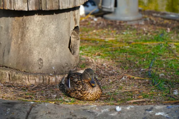 A duck rests near a hollowed log-like structure in Danube Park, Novi Sad.