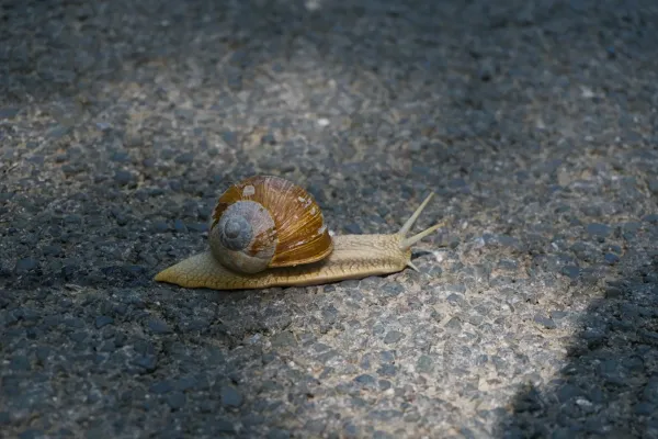 A snail slowly crossing an asphalt road near Predjama, Slovenia, highlighting its shell and path.