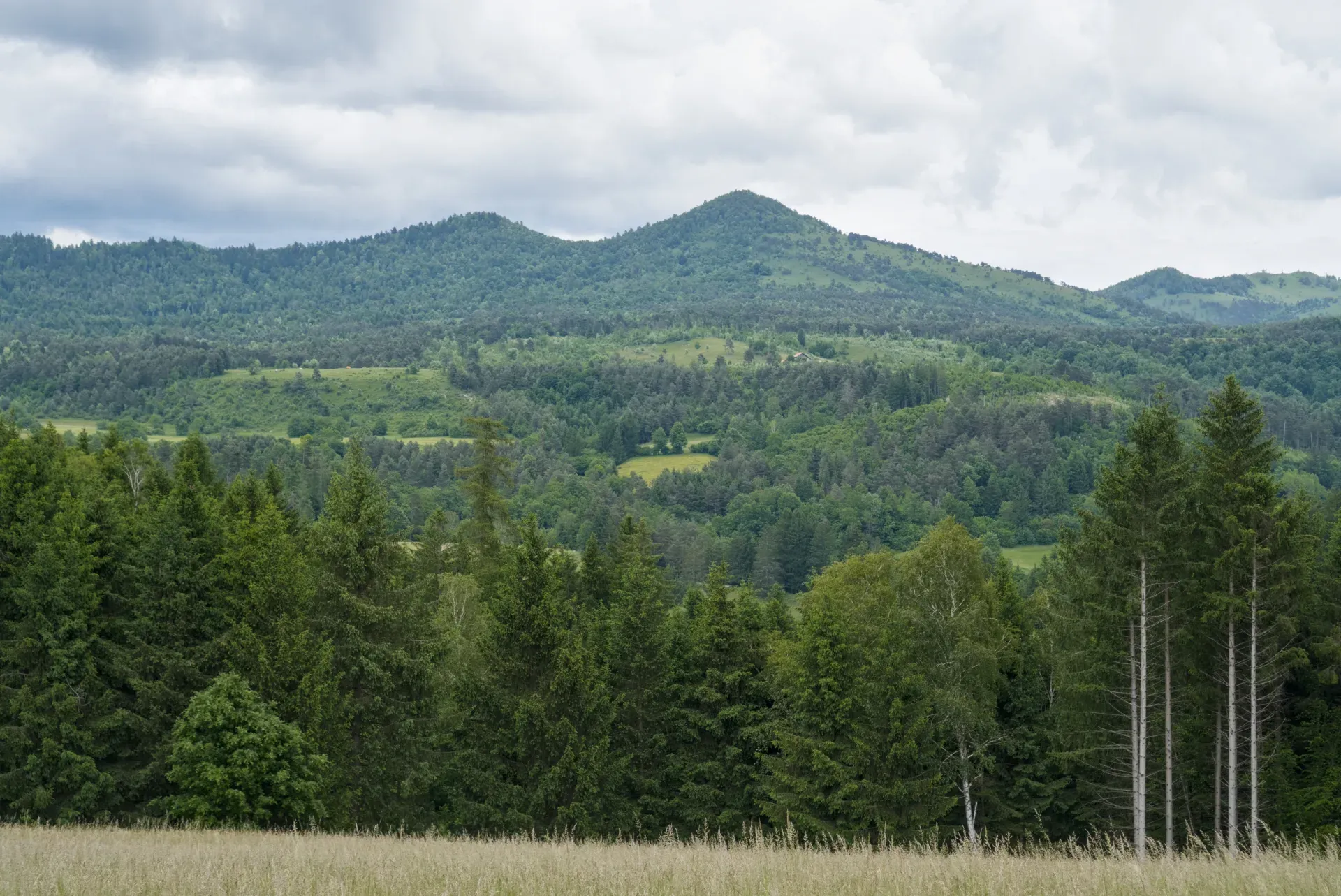 A wide panorama of the Dinaric Alps in Slovenia, featuring dense forests and rolling hills under a cloudy sky.
