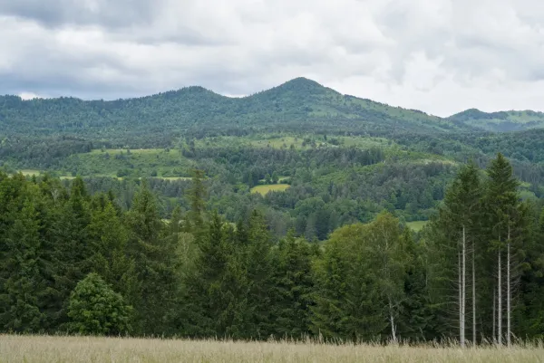 A wide panorama of the Dinaric Alps in Slovenia, featuring dense forests and rolling hills under a cloudy sky.