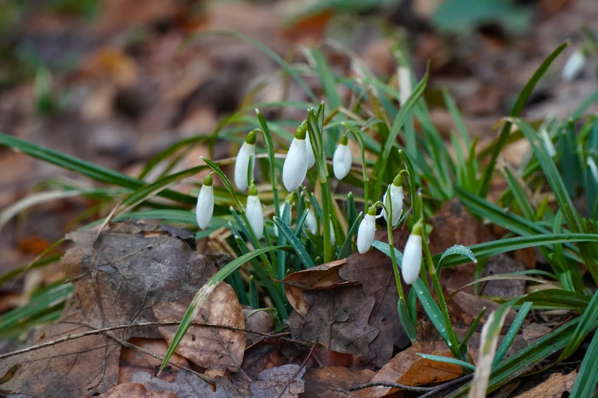 Erste Schneeglöckchen auf der Fruška Gora im Januar, umgeben von Herbstlaub.