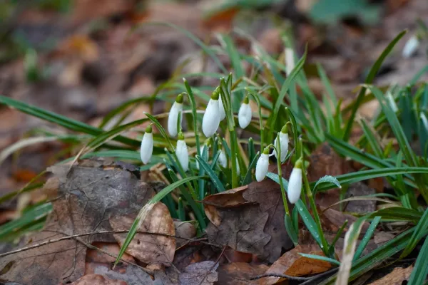 First snowdrops on Fruška Gora in January, surrounded by fallen leaves.