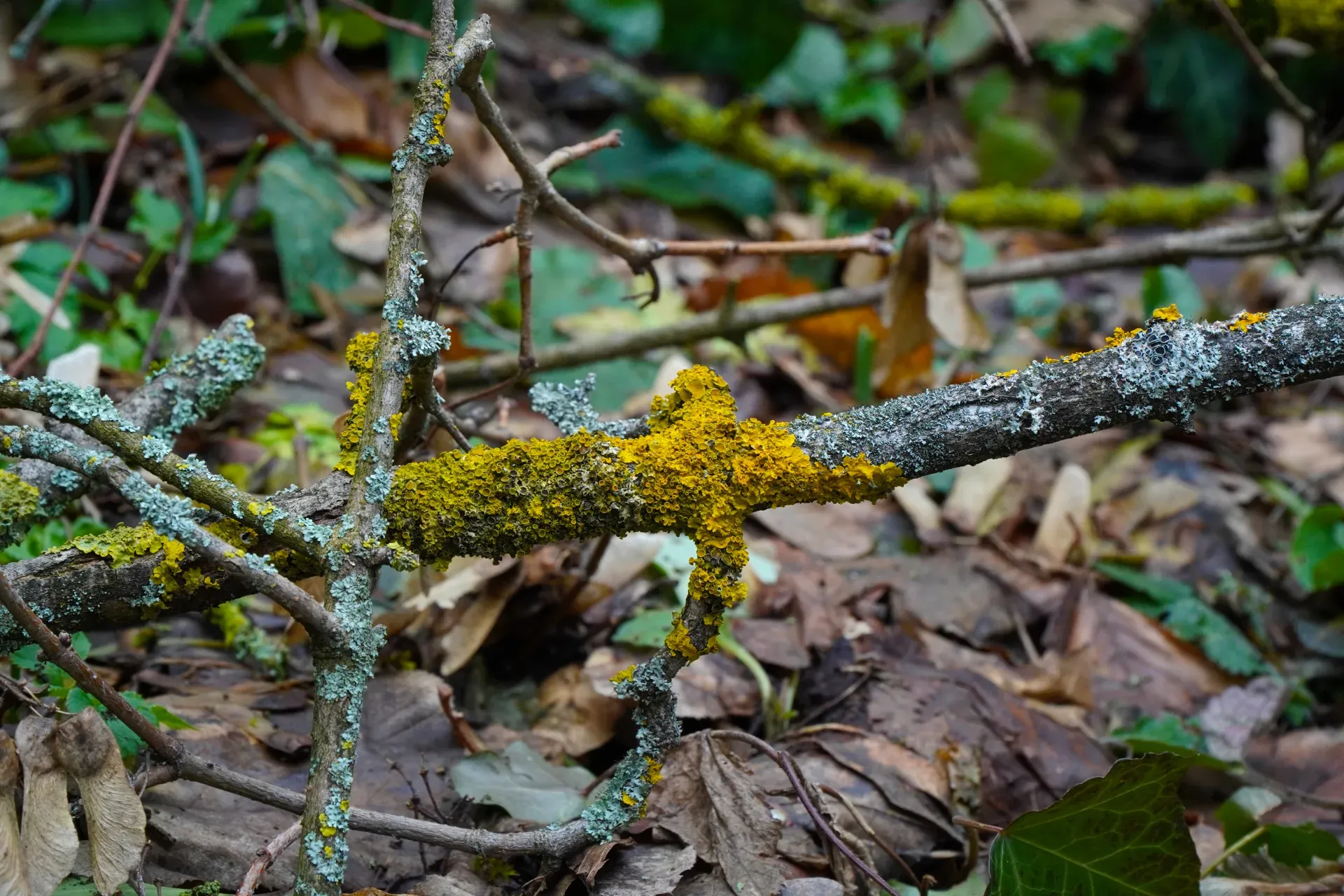 Primo piano di rami nella foresta invernale di Fruška Gora, adornati da vibranti licheni gialli e grigio-verdi che brillano di luce.