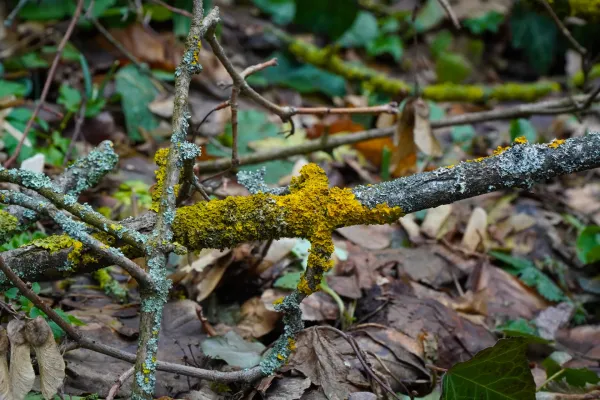 Close-up of branches in the winter Fruška Gora forest, adorned with vibrant yellow and grey-green lichen that glows with light.