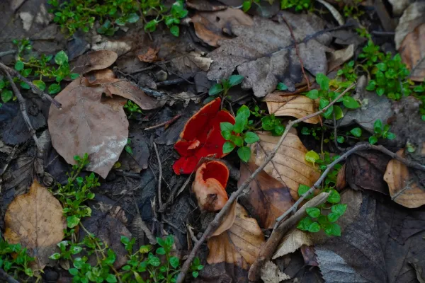 A vividly red mushroom with delicate green shoots emerges from the forest floor covered in fallen leaves on Fruška.