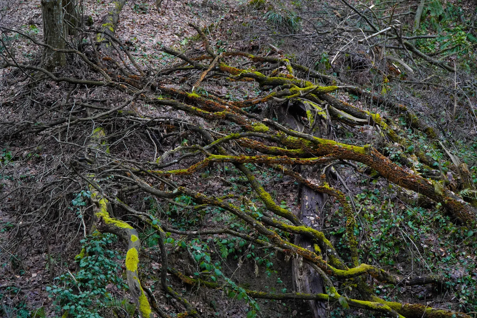 Contrastes de un bosque invernal en Fruska Gora con ramas cubiertas de musgo.