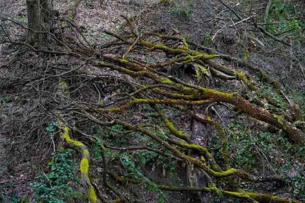 Contrasts of a winter forest on Fruska Gora, with moss-covered branches creating a stark scene.
