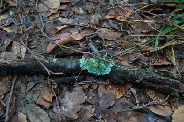 Bright turquoise lichen adorns a dark branch amidst a forest floor of brown leaves and twigs.