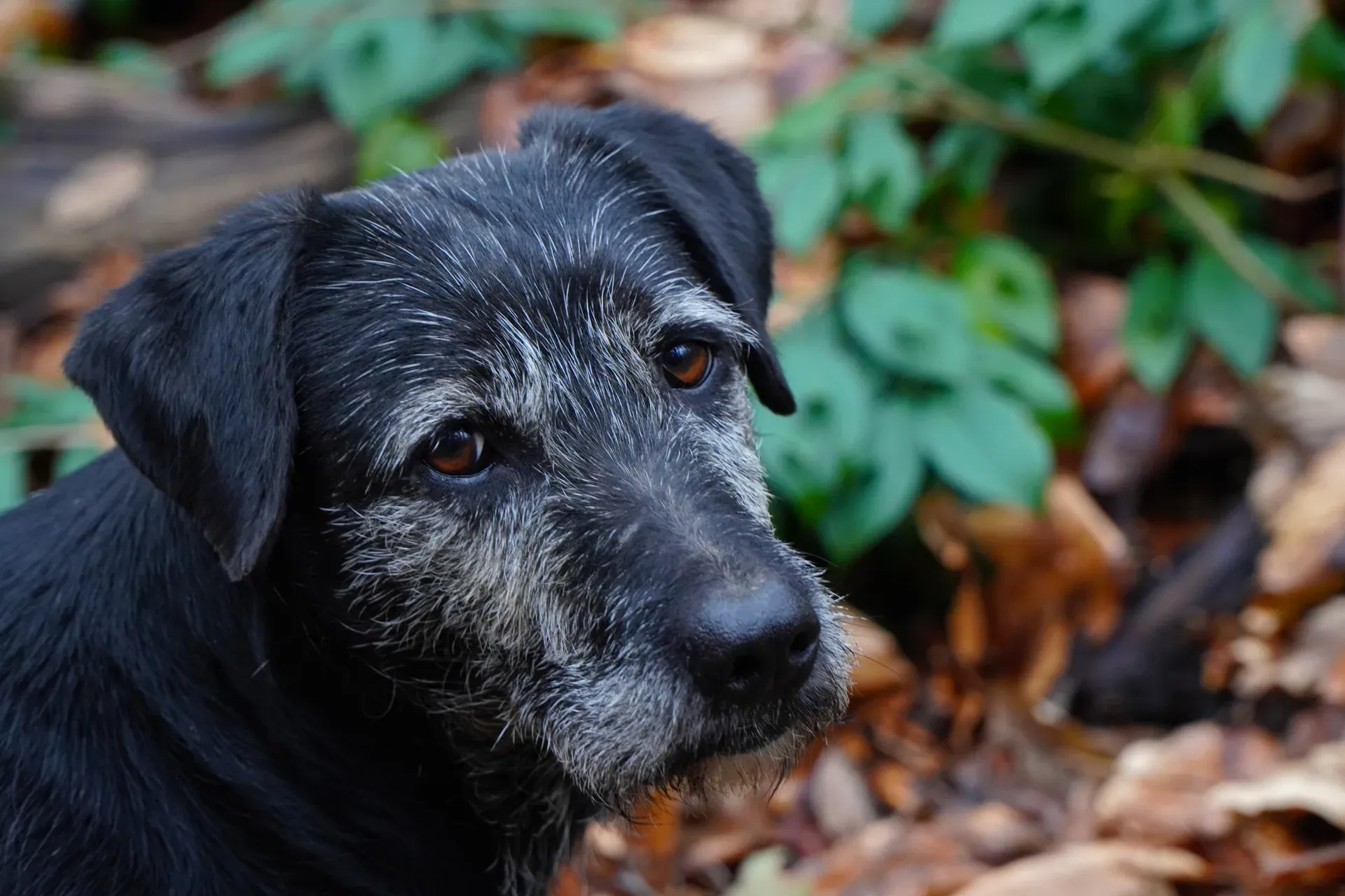 Portrait of an elderly dog with a grizzled muzzle and soulful brown eyes, "Man's Best Friend" on Fruska Gora.