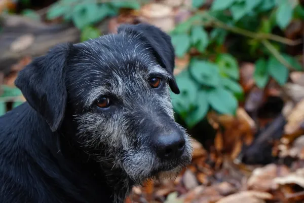 Portrait of an elderly dog with a grizzled muzzle and soulful brown eyes, "Man's Best Friend" on Fruska Gora.