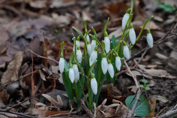 Early snowdrops emerging on Fruska Gora in late January, surrounded by fallen leaves.