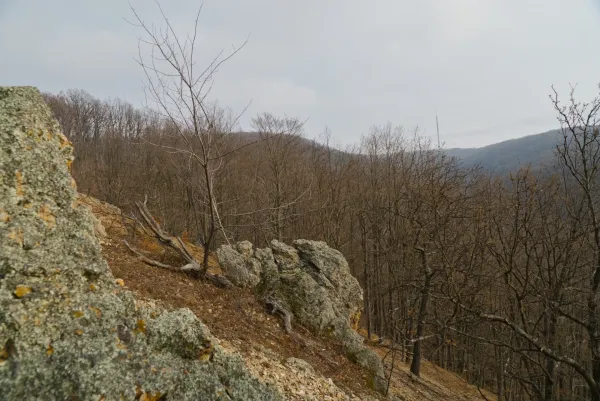 Winter forest with bare trees and rocky terrain at Orlovo Rocks, Fruska Gora, Serbia.