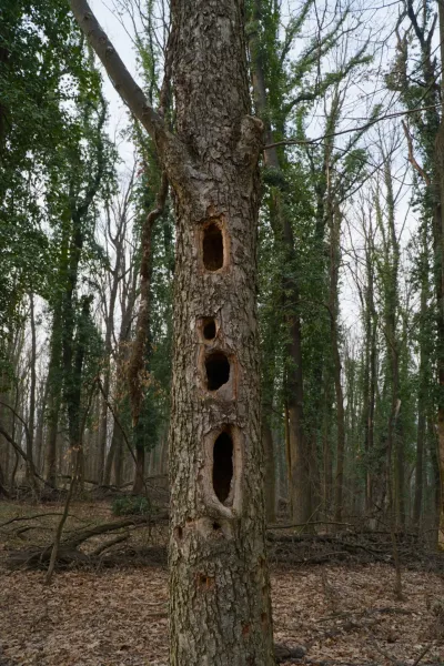 A bug-eaten tree with multiple holes in its bark, set within a forest landscape on Fruška Gora.