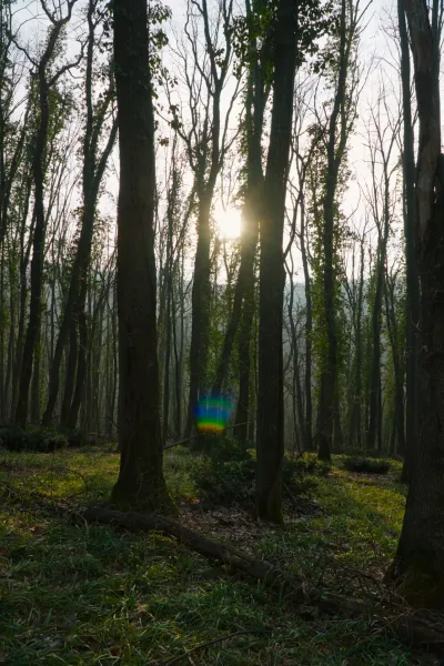 Pre-sunset sunbeams pierce through the trees in the Fruska forest near Novi Sad, creating a magical scene.