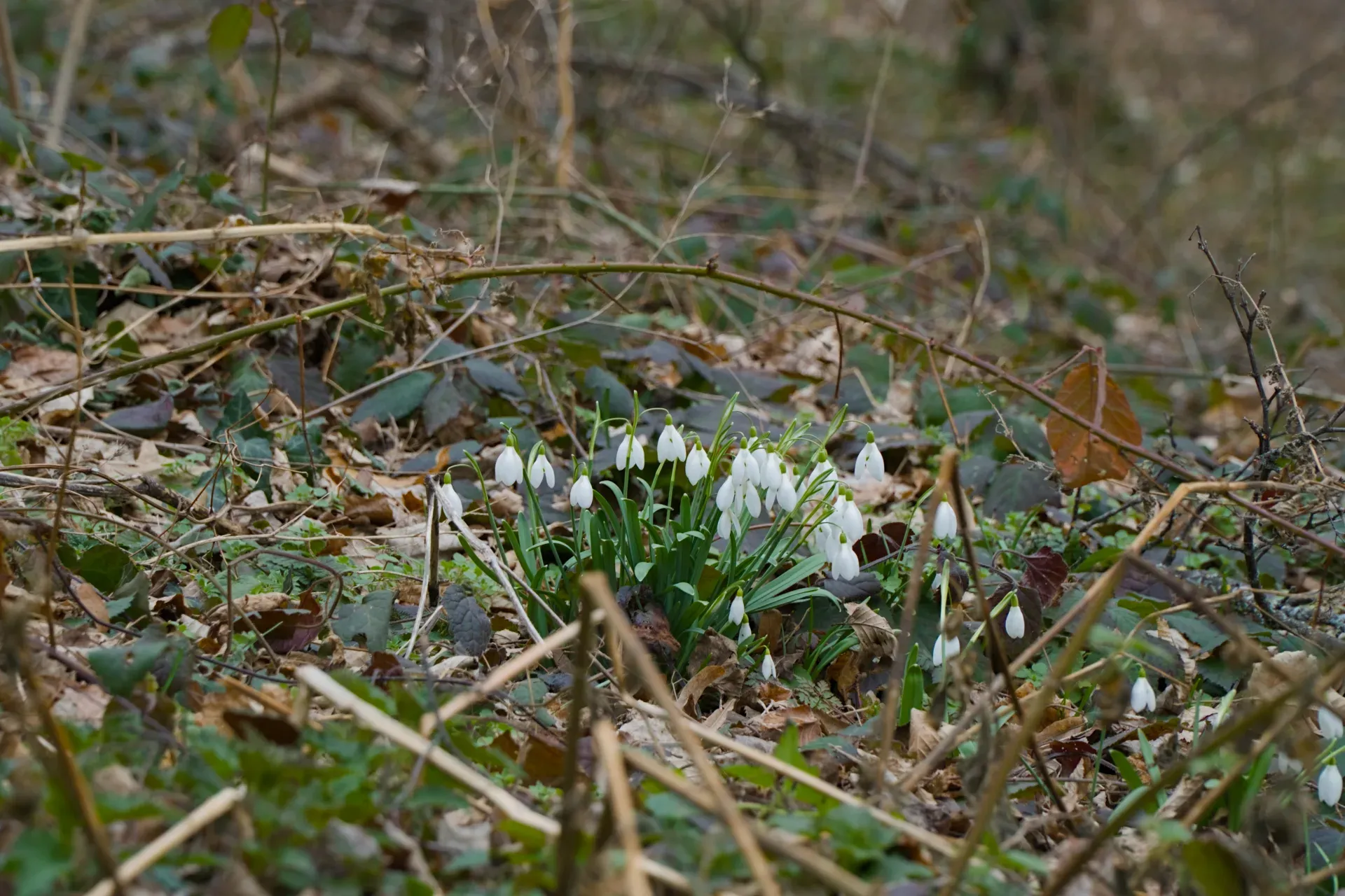 Un primo piano di bucaneve in fiore sulla montagna Fruska in Serbia durante febbraio.