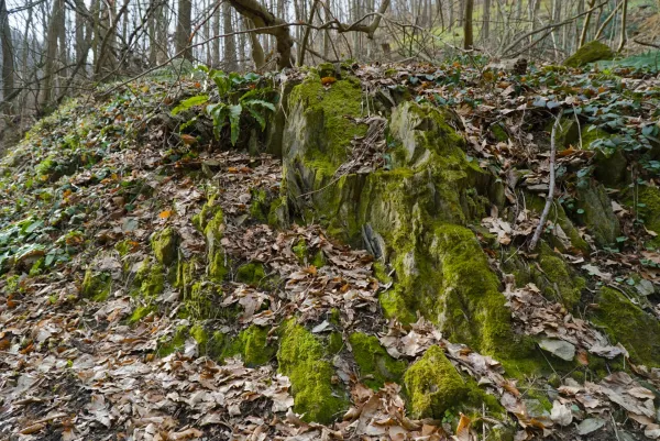 Rocks covered in vibrant green moss in the forest on Fruška Gora, Serbia.
