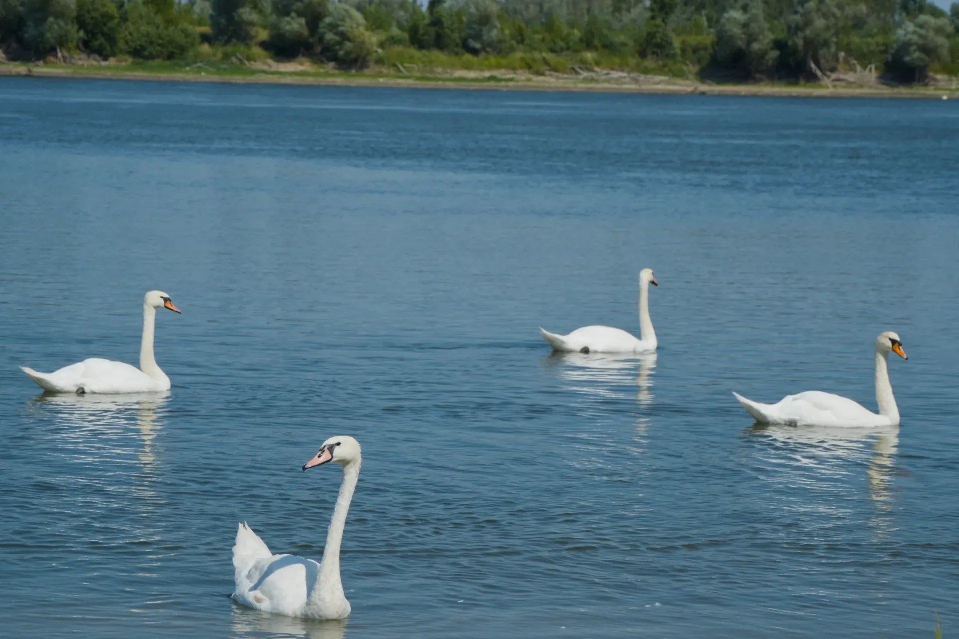 Cuatro cisnes blancos nadando en el agua en el muelle de Banostor, Serbia, con vegetación verde al fondo.