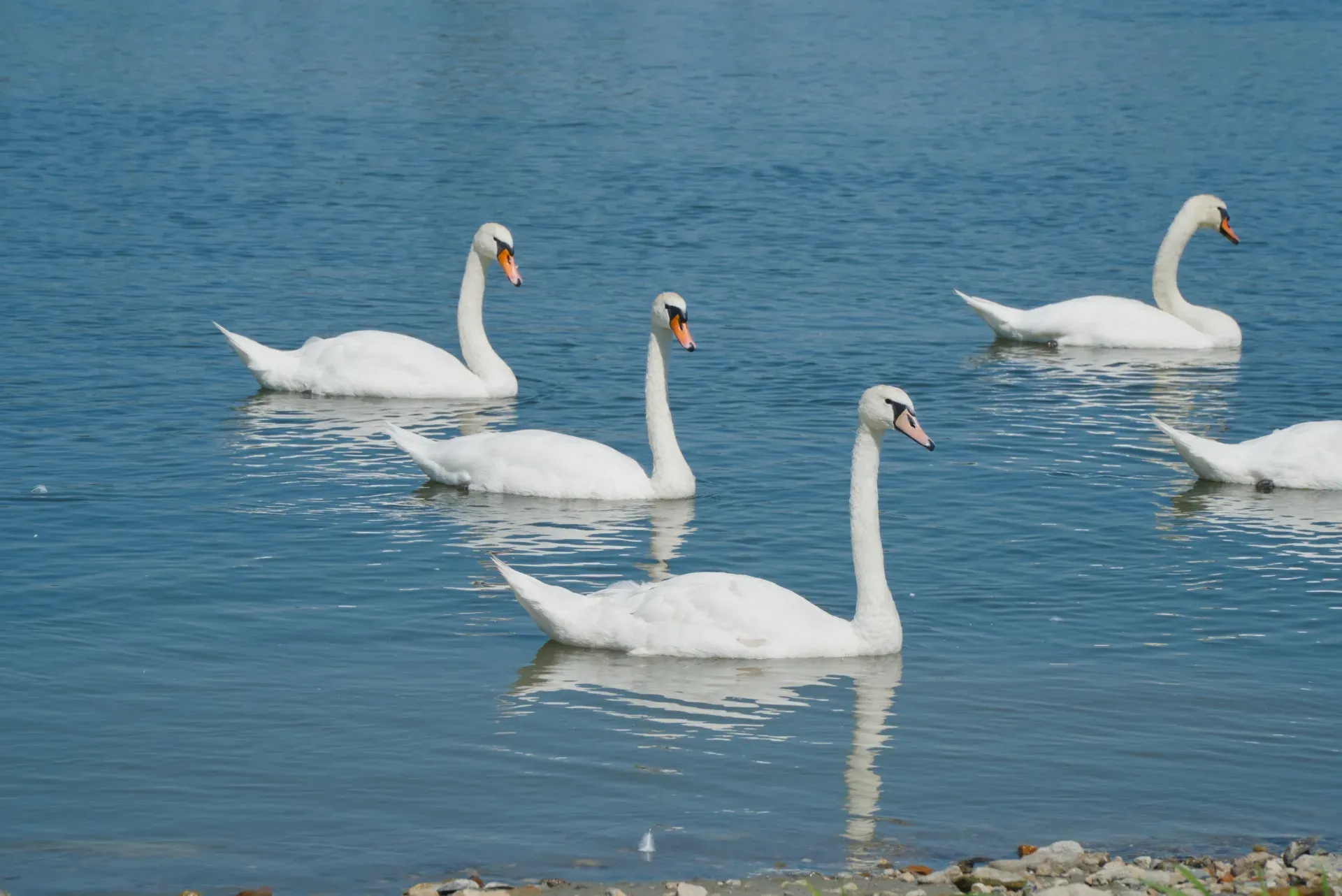 Un grupo de cisnes blancos nada a través de las aguas azules del Danubio en Banoštor.