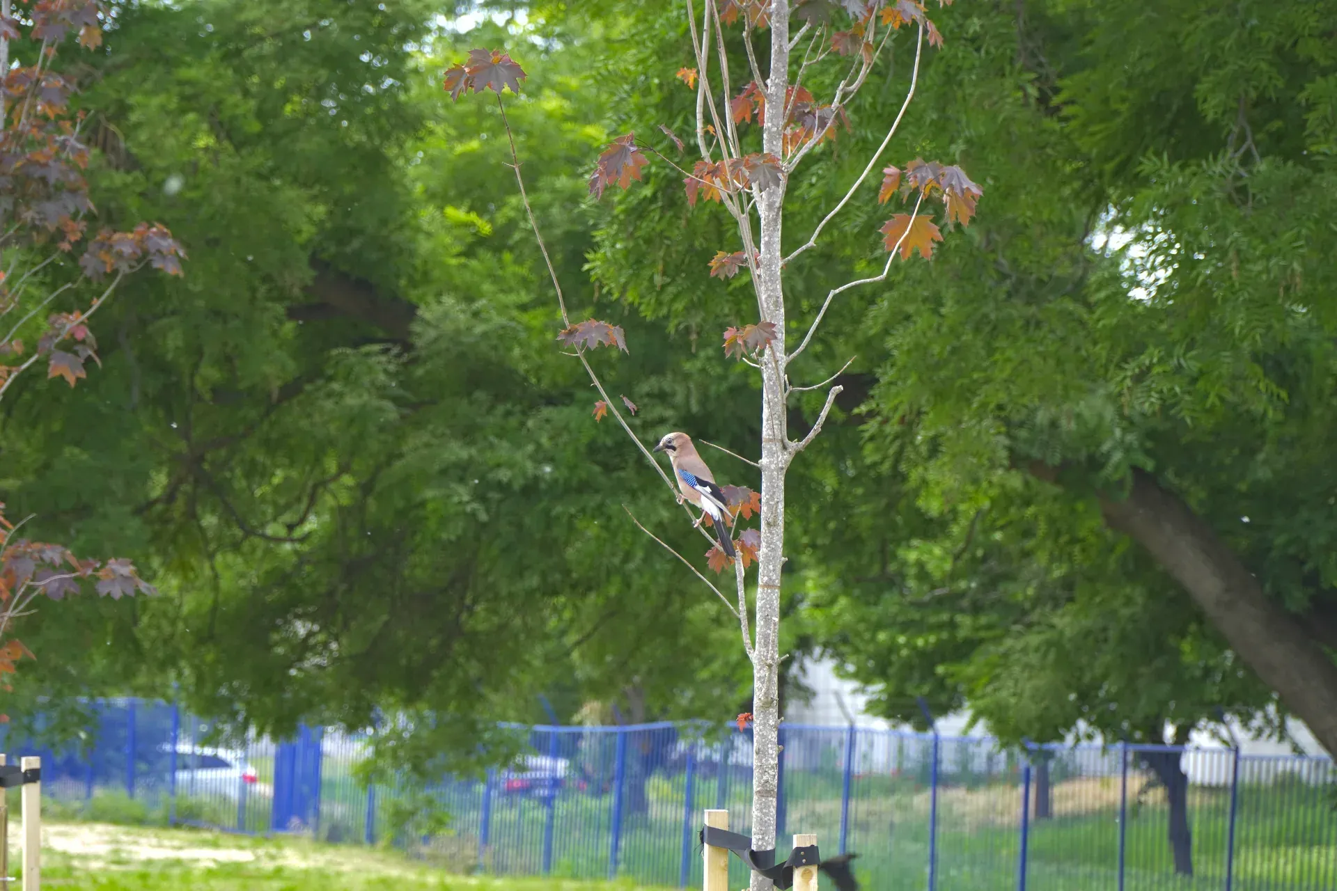 Pájaro arrendajo en la rama delgada de un árbol, paseo marítimo cerca de Štrand, Novi Sad.