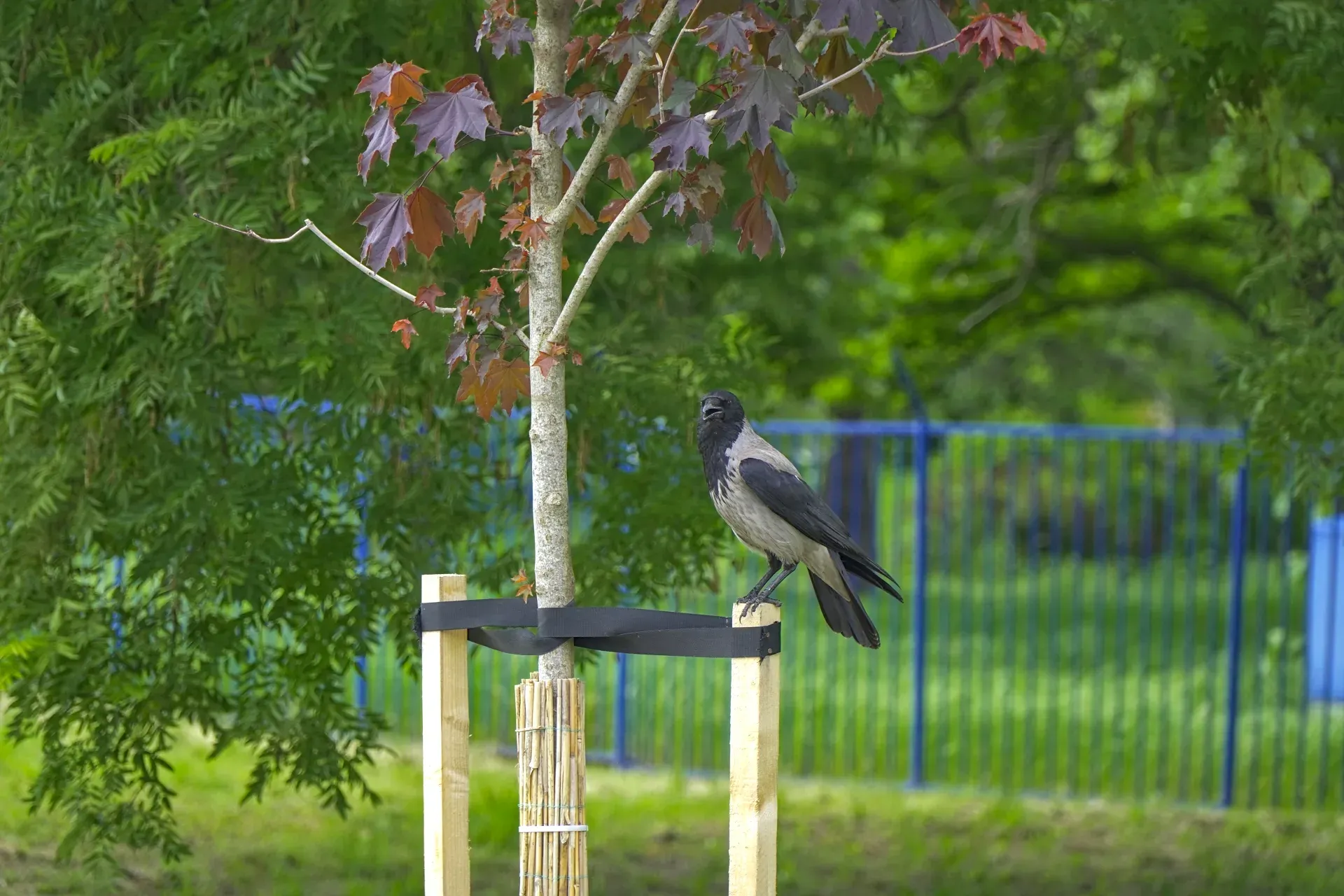 Eine anmutige Krähe sitzt auf einer Holzstütze eines jungen Baumes am Donauufer in der Nähe des Strandes in Novi Sad, mit Grün im Hintergrund.