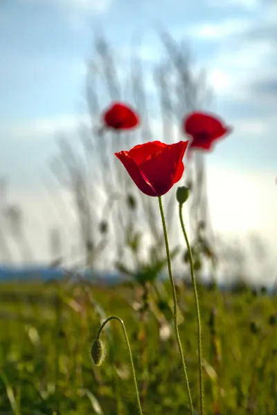 Vibrant red poppies at sunset, captured on the outskirts of Novi Sad, Serbia.