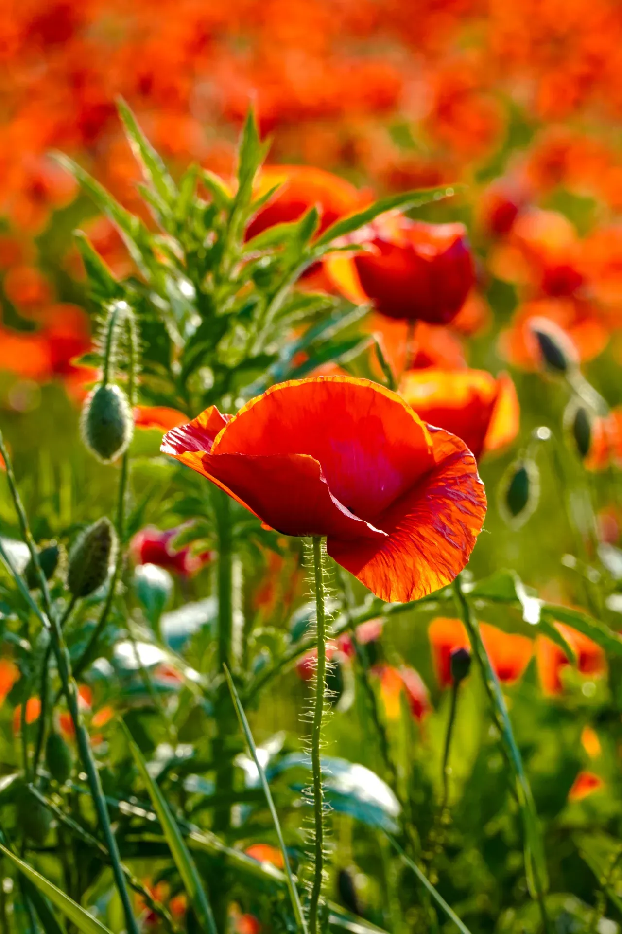 Nahaufnahme einer leuchtend roten Mohnblume vor einem Feld mit anderen Mohnblumen und grünem Gras in Serbien.