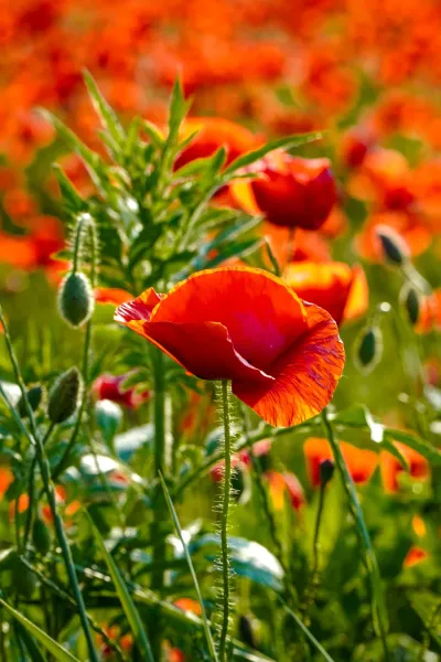 Close-up of a bright red poppy against a background of other poppies and green grass in Serbia.