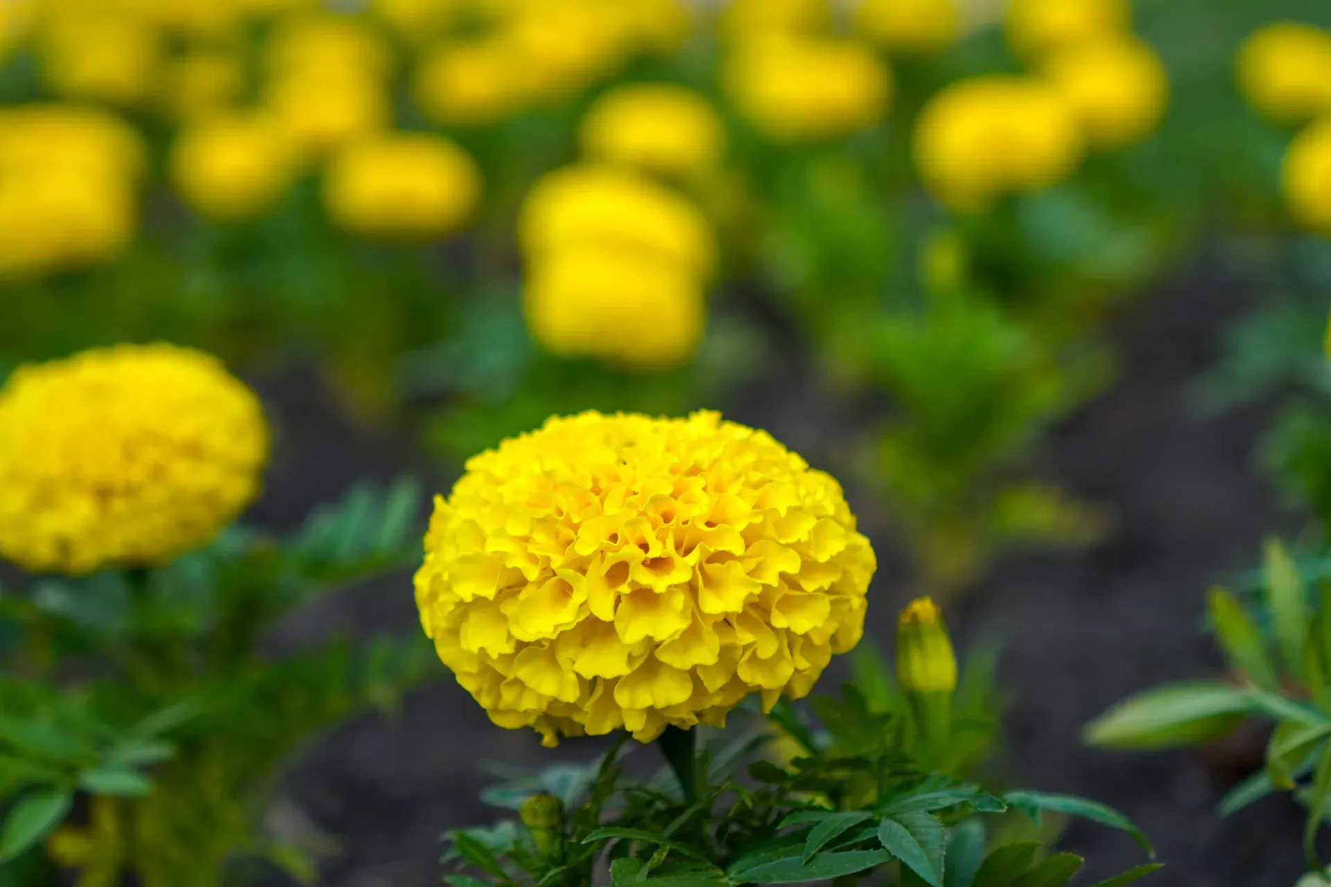Nahaufnahme von blühenden gelben Tagetes vor einem unscharfen grünen Hintergrund in Novi Sad.
