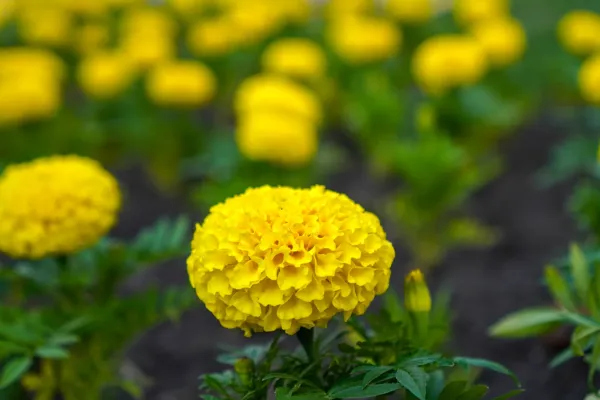 Close-up of blooming yellow marigolds against a blurred green background in Novi Sad.