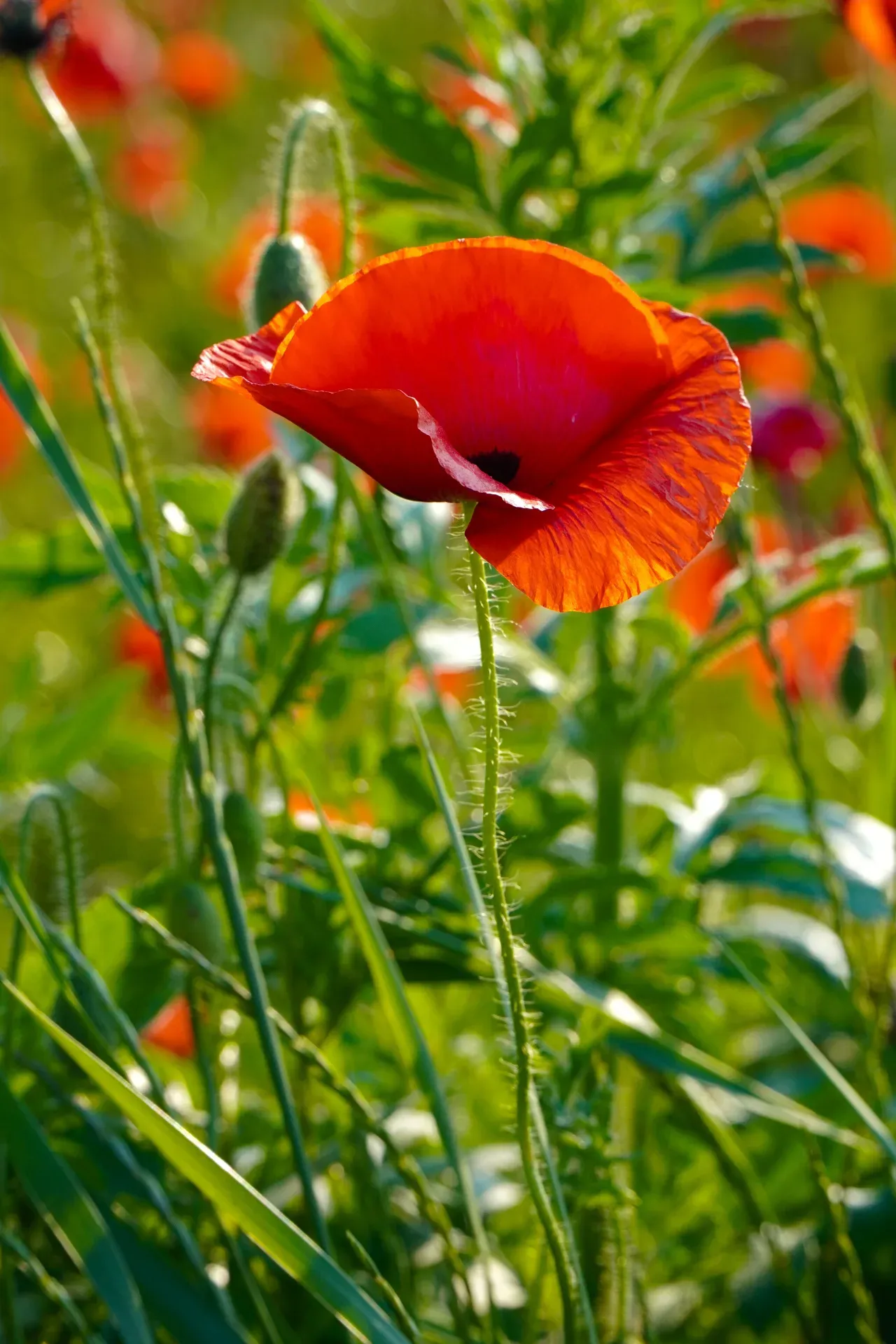 Coquelicot vif dans un champ, orientation portrait, gros plan détaillé de la fleur.