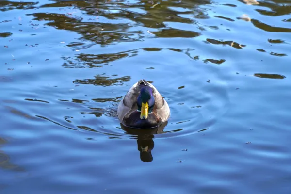 A duck swims in the calm water of a pond in Danube Park, Novi Sad, Serbia.