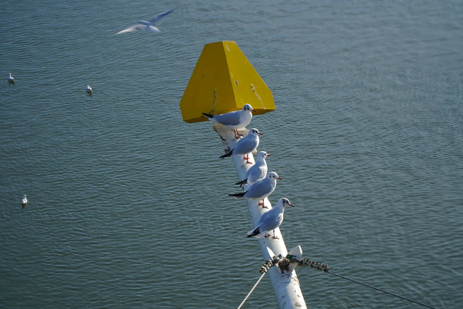 Un groupe de mouettes est assis sur le mât du pont de Varadin à Novi Sad, sur fond d'eau bleue.